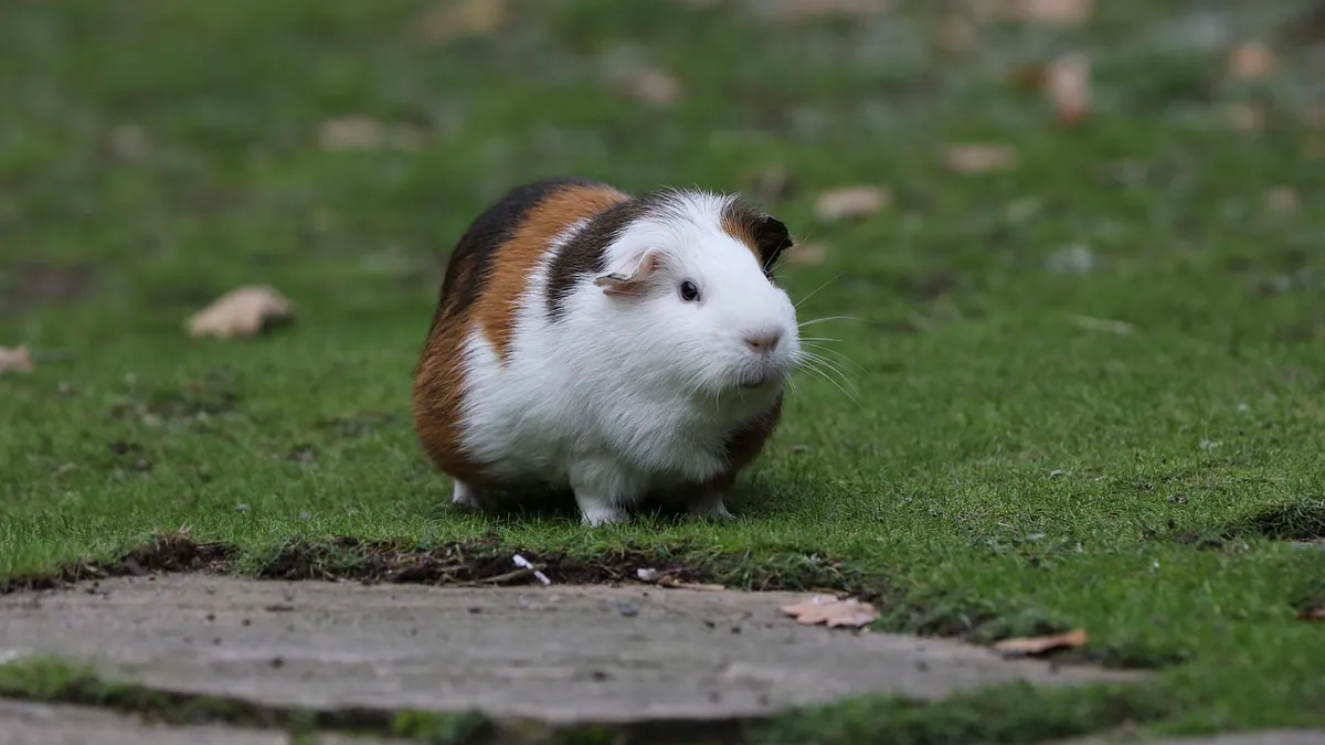 Can Guinea Pigs Eat Zucchini and Squash?
