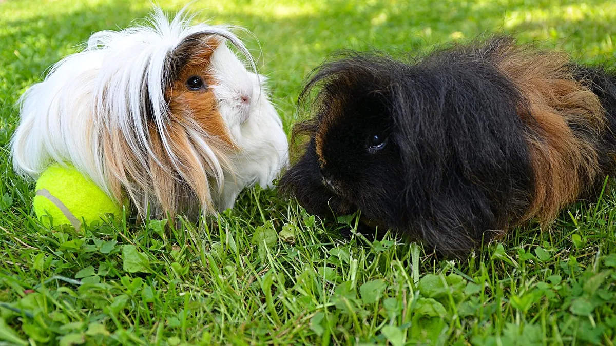 Can Guinea Pigs Overheat? Heat Stroke Signs and Care