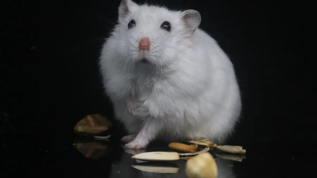 Can Hamsters Eat Bread? Types and Safe Limits