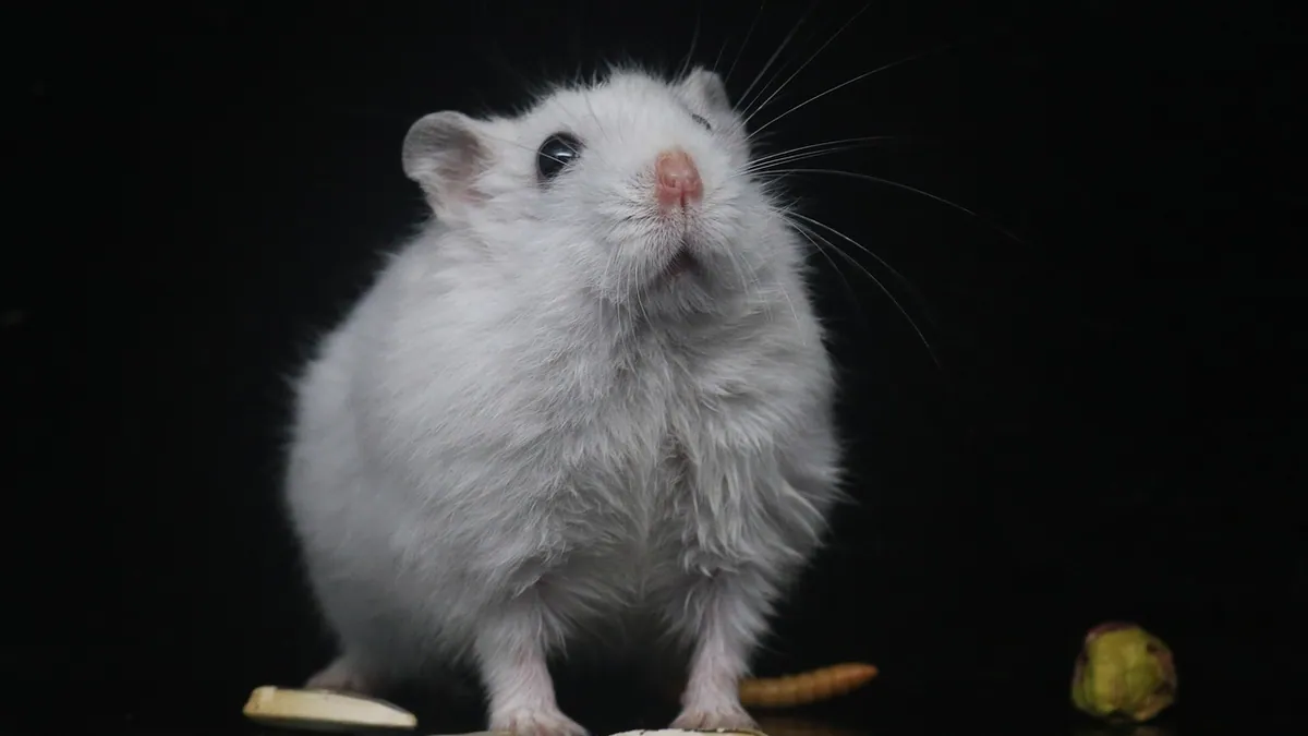 Can Hamsters Eat Cheerios? Plain vs Honey Nut
