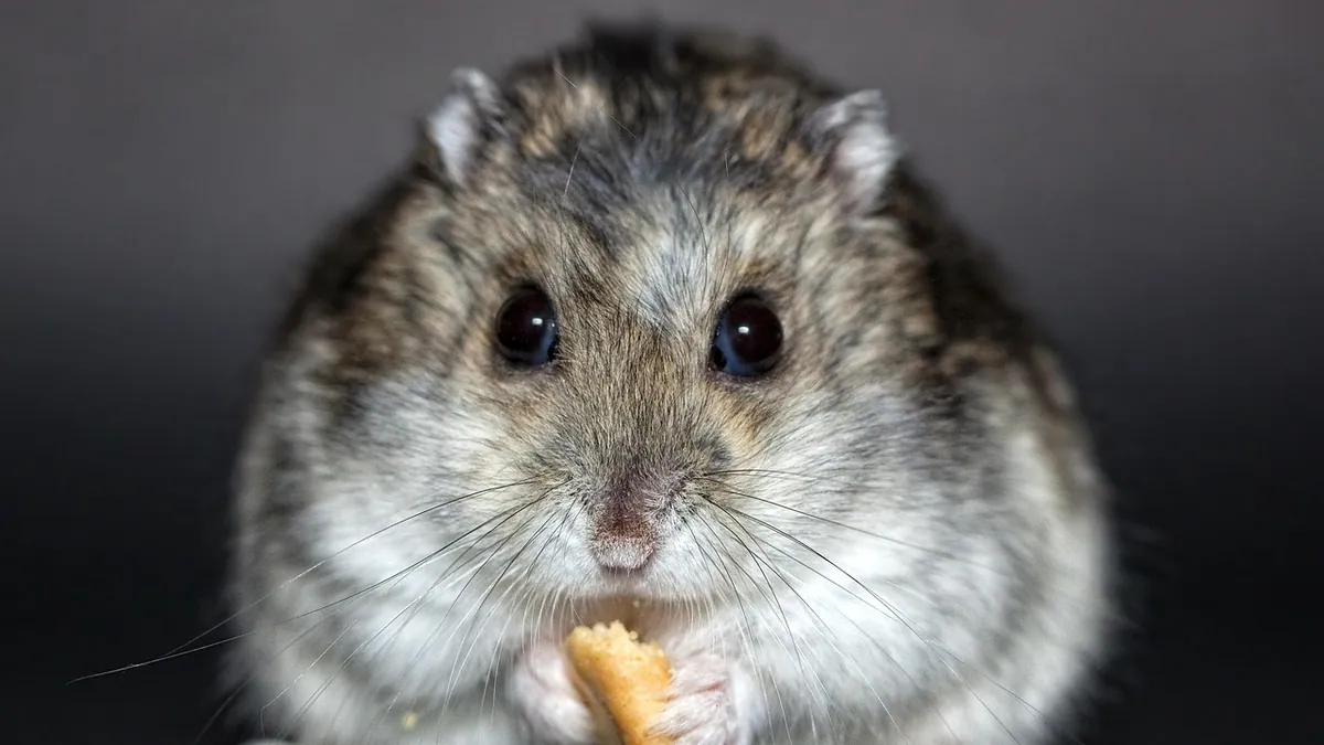 Can Hamsters Eat Chicken and Other Meat?