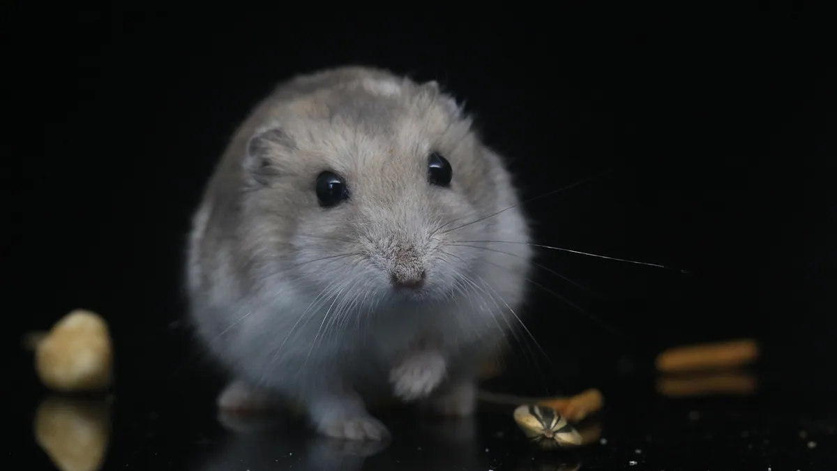 Can Hamsters Eat Ice Cream? Dairy and Sugar Risks