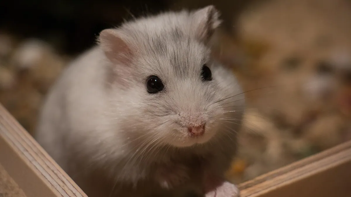 Can Hamsters Eat Noodles or Pasta? Cooked vs Raw Safety