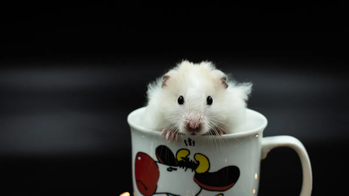 Can Hamsters Eat Oatmeal? Raw, Cooked, and Plain