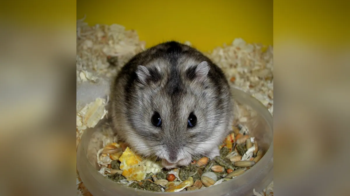 Can Hamsters Eat Oats? Rolled, Quick, and Quaker Oats