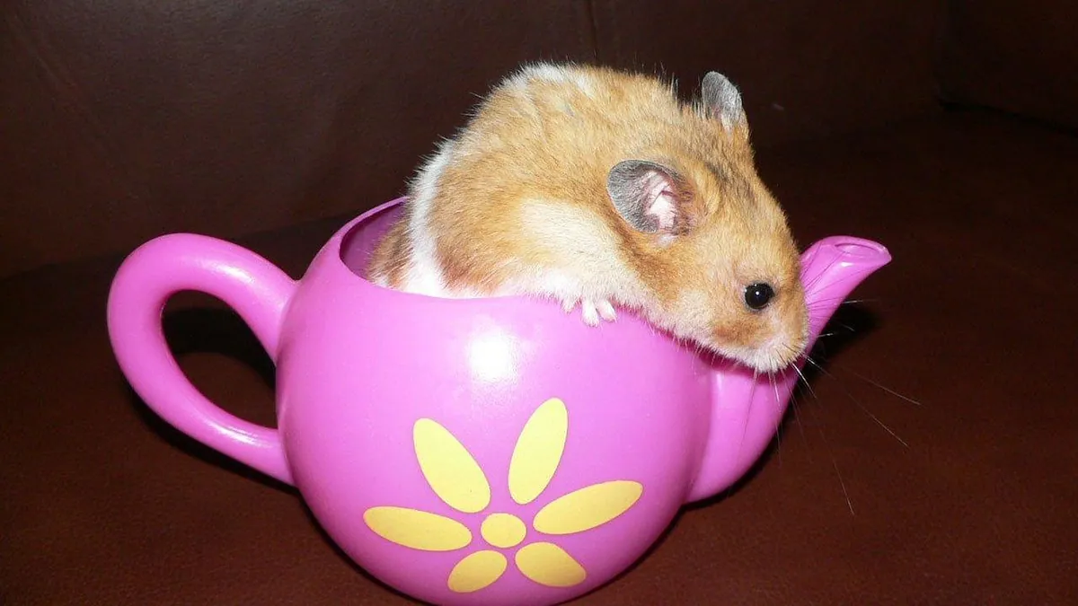 Can Hamsters Eat Strawberries? Fresh and Dried