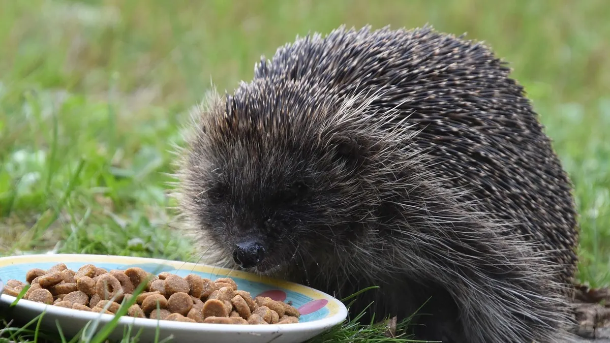 Can Hedgehogs Eat Cat Food? Wet, Dry and Tuna Safety