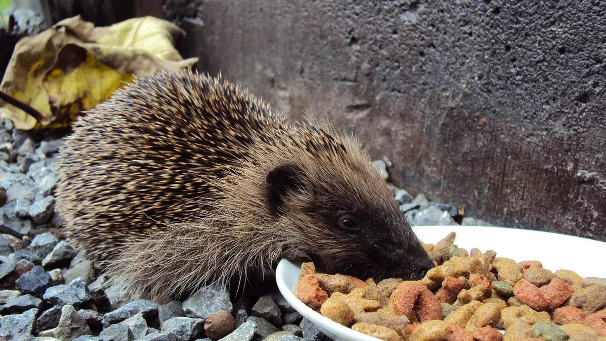 Can Hedgehogs Eat Dog Food? Risks and Safe Alternatives
