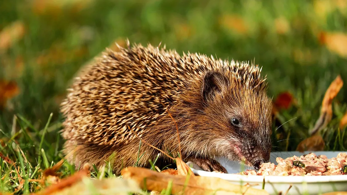 Can Hedgehogs Eat Eggs? Raw, Scrambled, and Boiled Safety