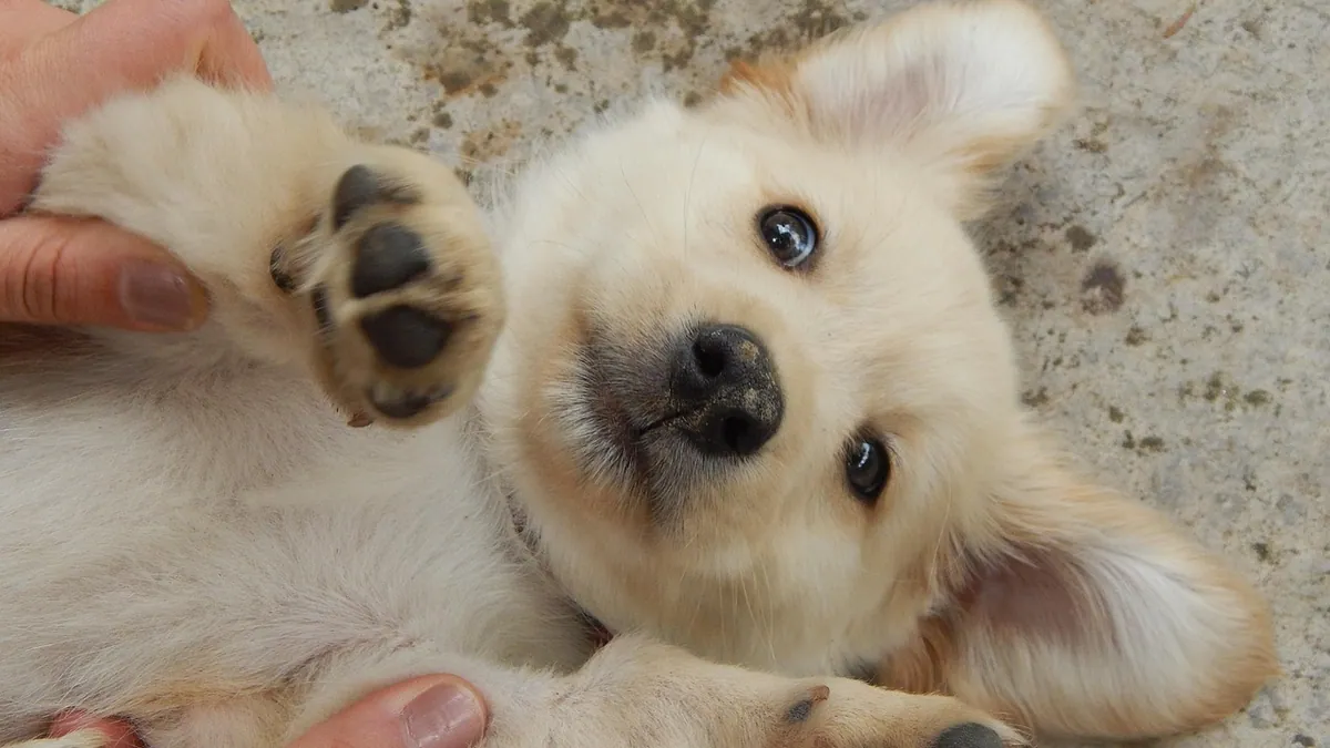 Can I Give My Dog Xyzal? Allergy Medication Safety