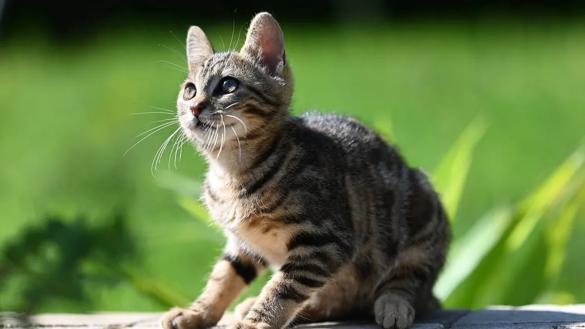 Can Kittens Eat Chicken? Raw, Cooked, and Bone Safety