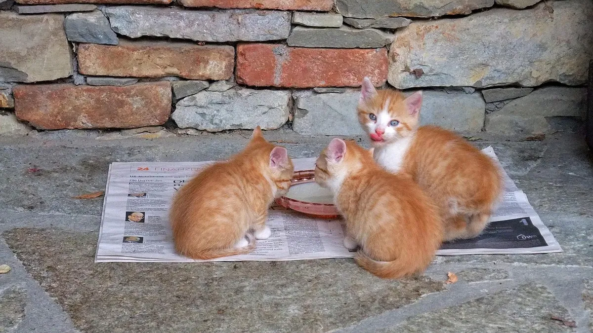 Can Kittens Eat Friskies? Wet and Pate Options Compared