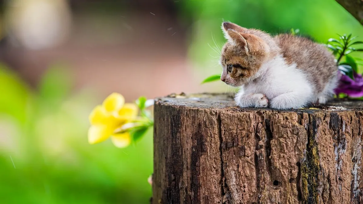 Can Kittens Eat Goldfish Crackers? What to Know
