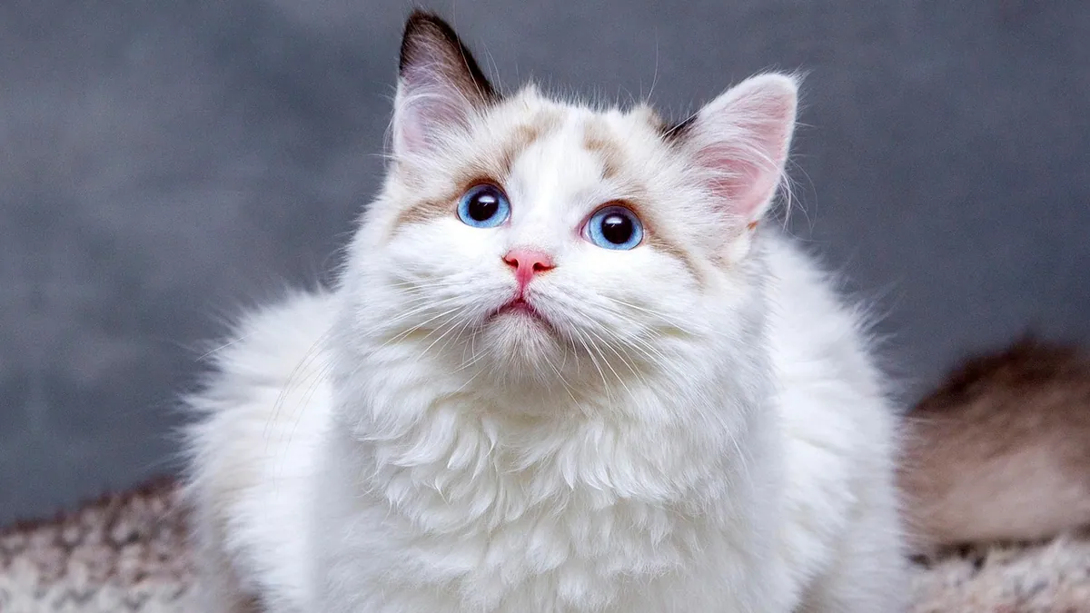 Can Kittens Eat Hard Food? When to Switch