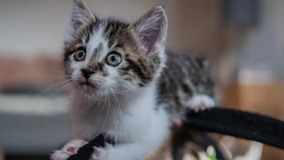 Can Kittens Eat Ketchup? Tomato and Additive Risks