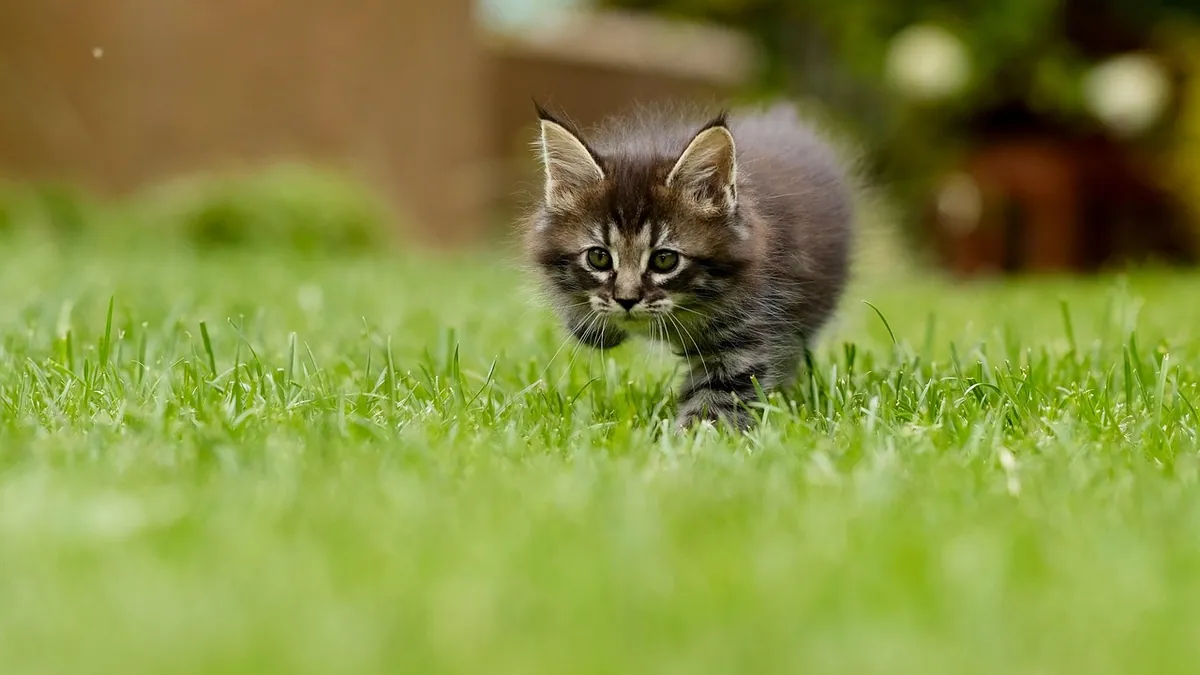 Can Kittens Eat Lunch Meat? Sodium and Nitrate Risks