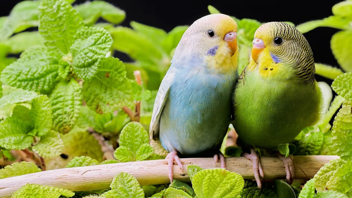 Can Parakeets Eat Mint? Fresh Herbs and Safety