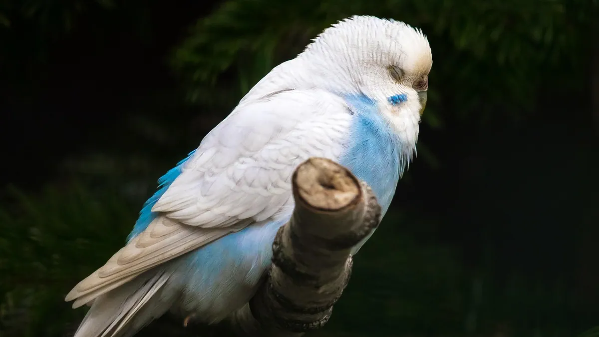 Can Parakeets Eat Onions? Toxicity Risk for Birds