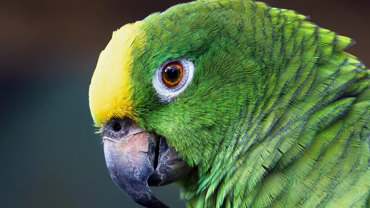 Can Parrots Eat Asparagus? Raw vs Cooked Safety