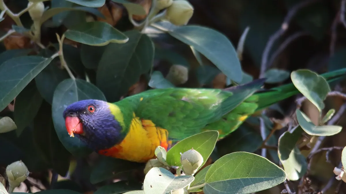 Can Parrots Eat Basil and Rosemary Leaves?