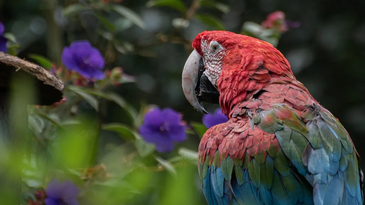 Can Parrots Eat Cranberries? Fresh, Dried, and Sugar Risks