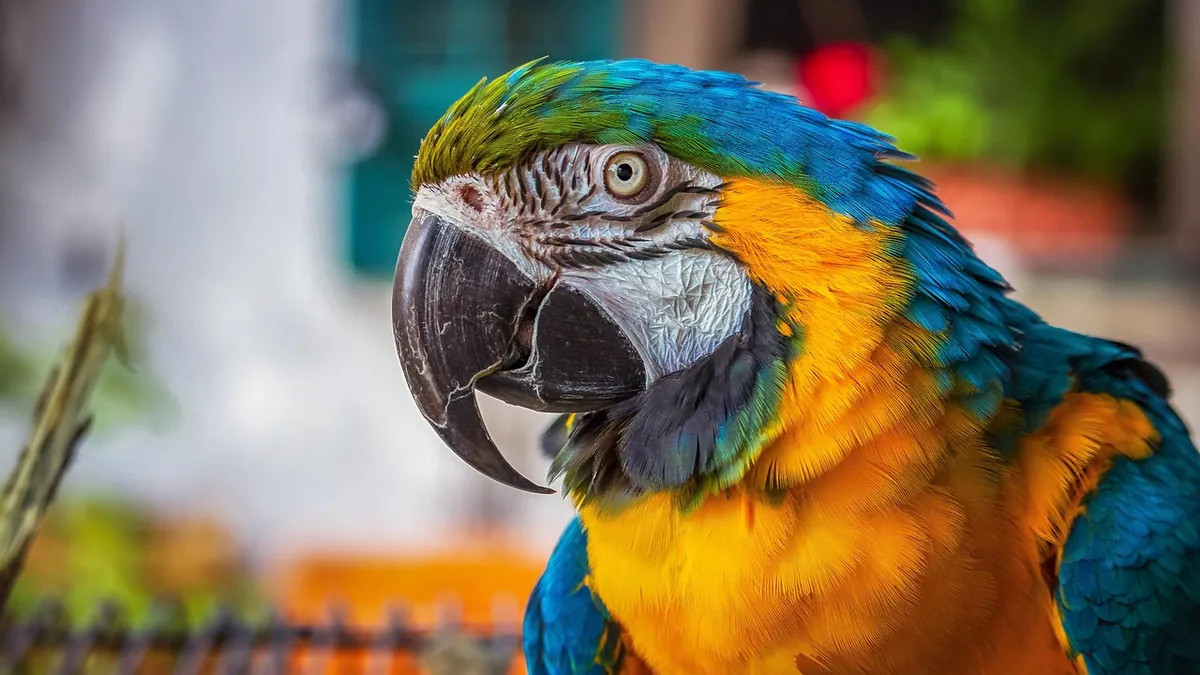 Can Parrots Eat Honey? Sugar and Safety Facts