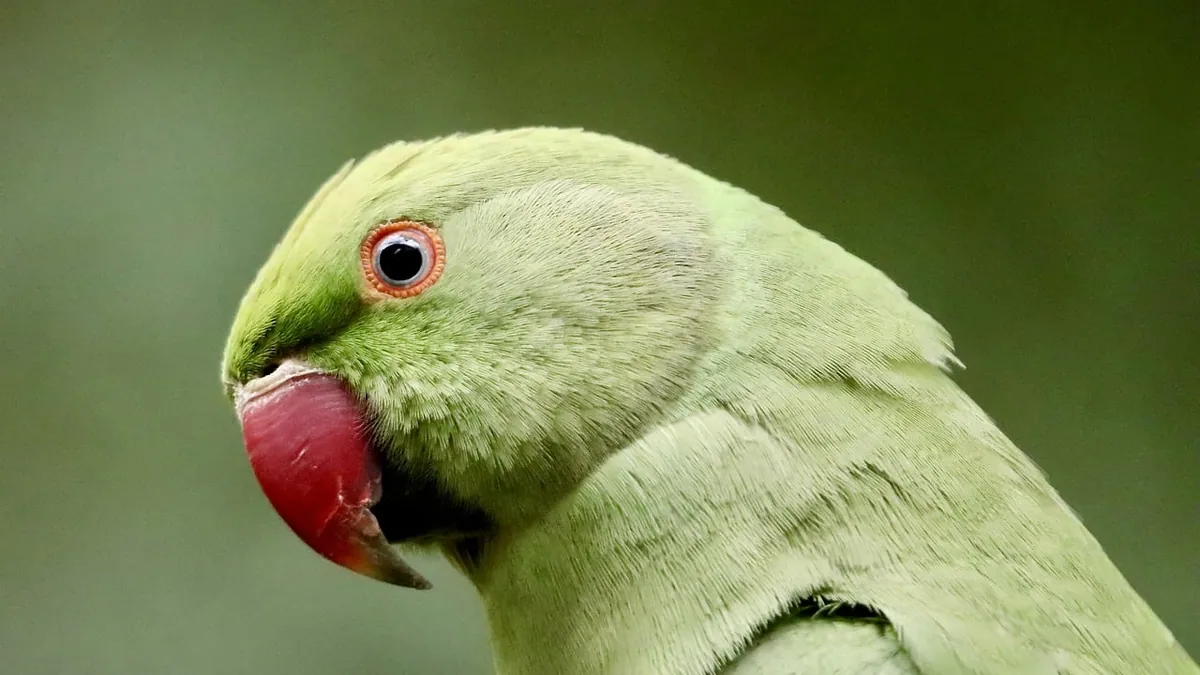Can Parrots Eat Raspberries and Blackberries? Berry Guide