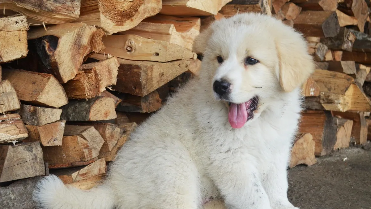 Can Puppies Eat Queso Fresco? Dairy and Salt Risks