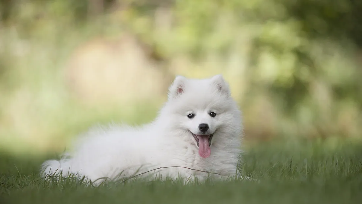 Can Puppies Eat Tangerines? Peel, Seeds and Portions