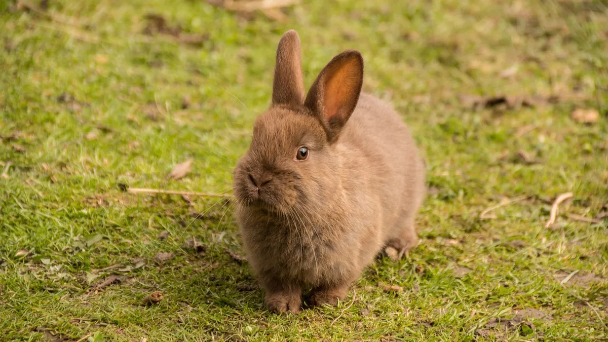 Can Rabbits Drink Milk? Why Dairy Is Unsafe for Bunnies