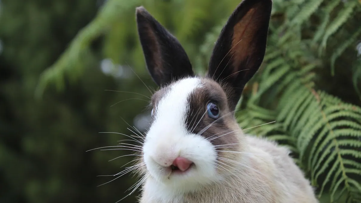 Can Rabbits Eat Bananas? Safe Amounts and Risks