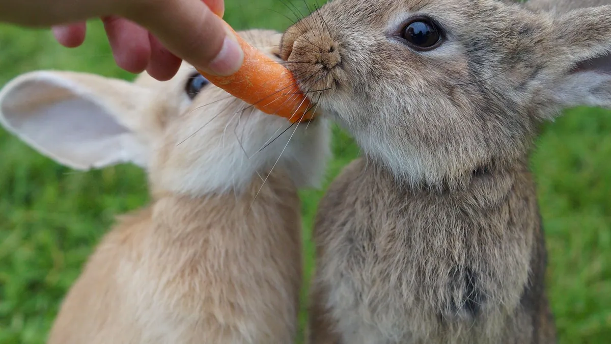 Can Rabbits Eat Carrots? Truth About This Treat