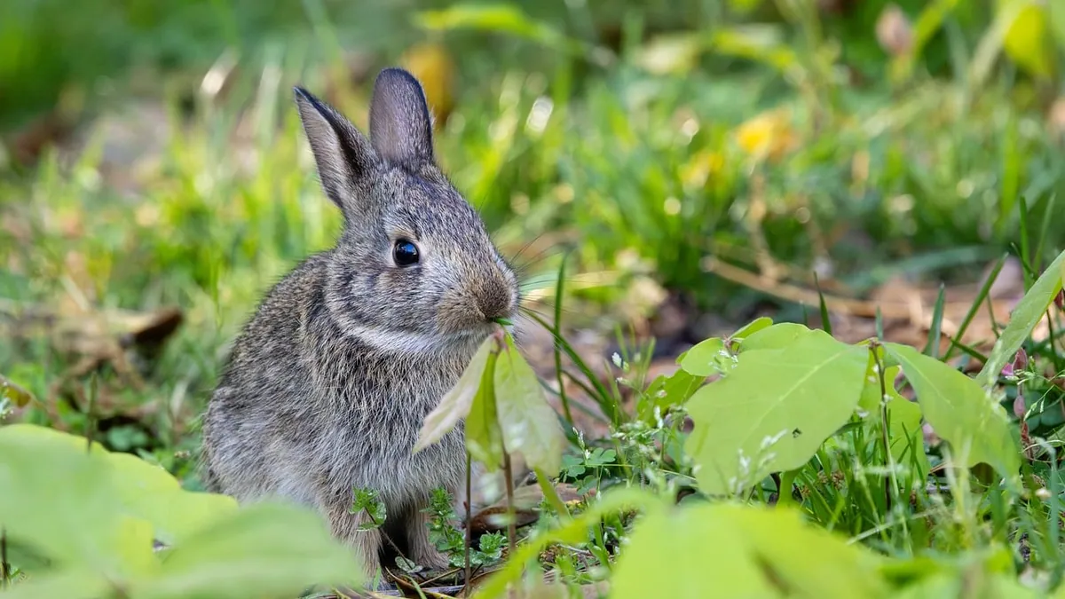 Can Rabbits Eat Crab Apples and Grapes?