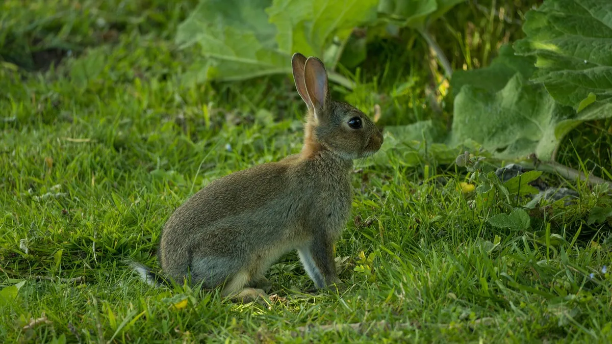 Can Rabbits Eat Cucumbers? Types and Serving Tips