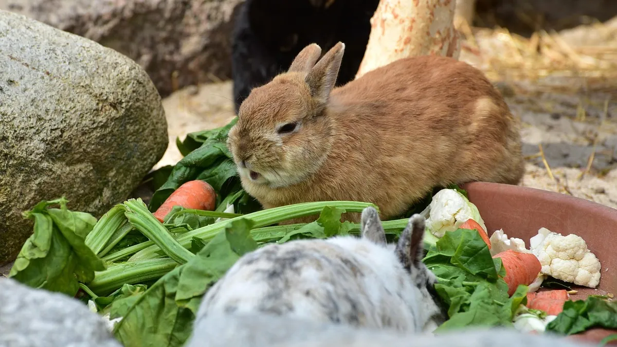 Can Rabbits Eat Grapes? Sugar and Serving Limits