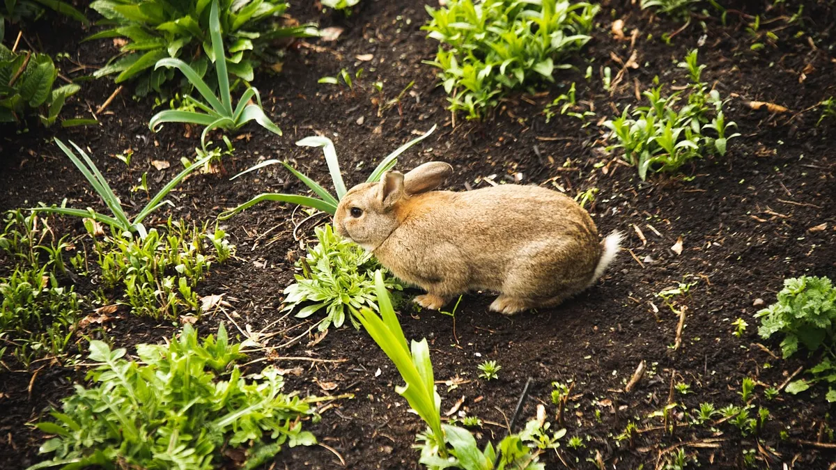 Can Rabbits Eat Green Beans? Safe or Not?