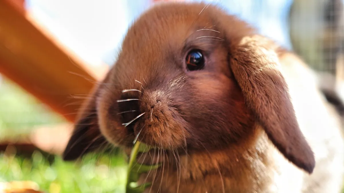 Can Rabbits Eat Hamster Food? Species Diet Differences