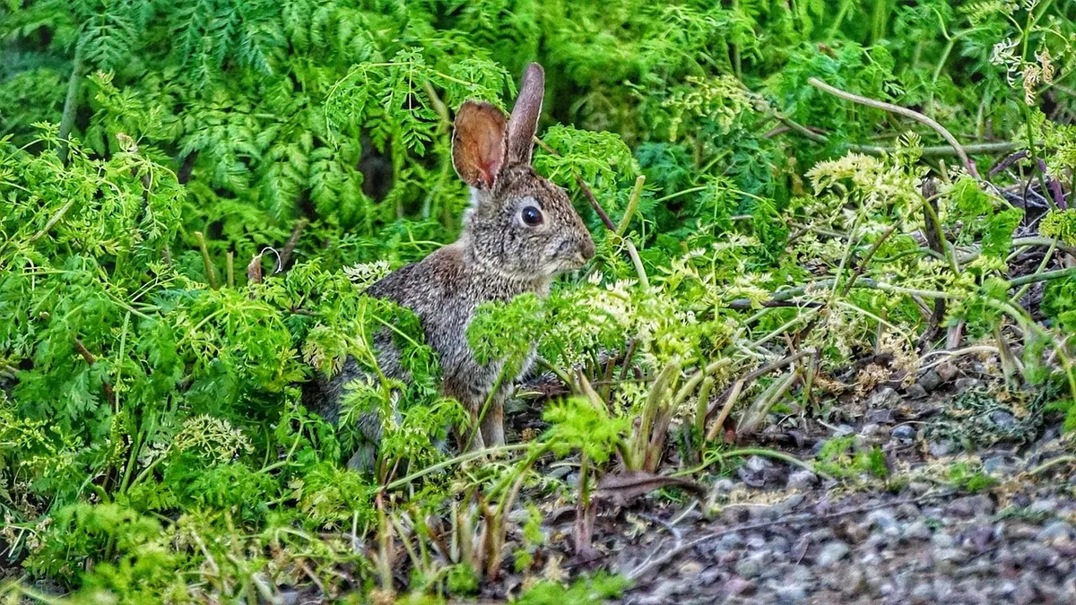 Can Rabbits Eat Kale? Daily Limits and Risks