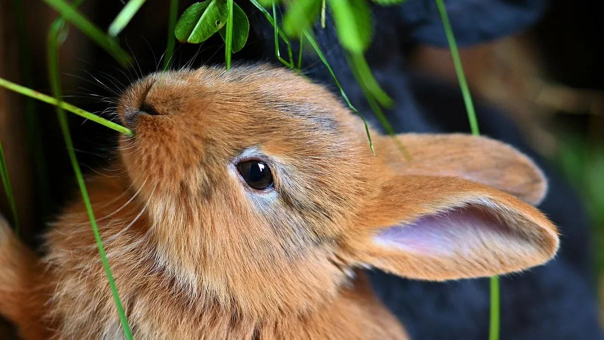 Can Rabbits Eat Mint? Safe Types and Amounts