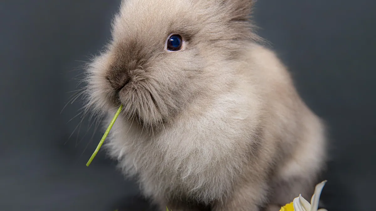 Can Rabbits Eat Okra? Safety and Serving Tips