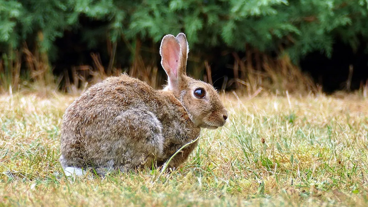 Can Rabbits Eat Onions? Why They're Toxic to Bunnies