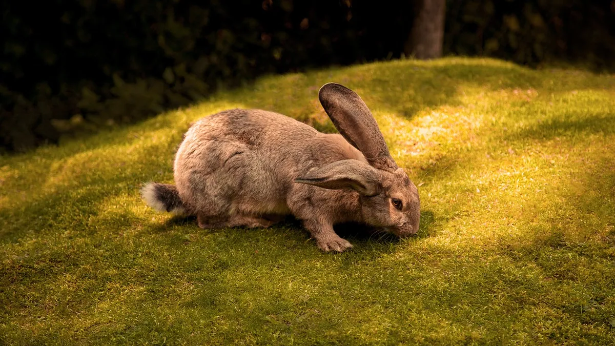 Can Rabbits Eat Pizza Crust? Why It's Unsafe