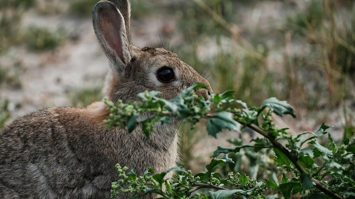 Can Rabbits Eat Radishes? Leaves, Roots, and Safety