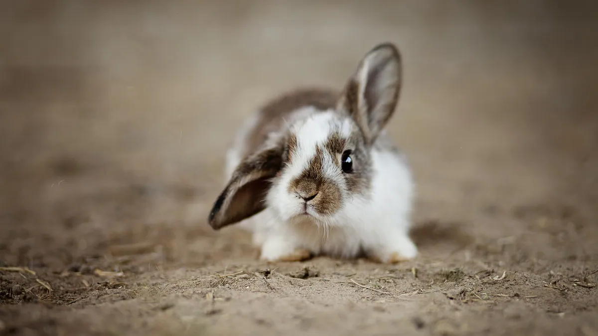 Can Rabbits Eat Rice? Cooked, Uncooked, and Brown