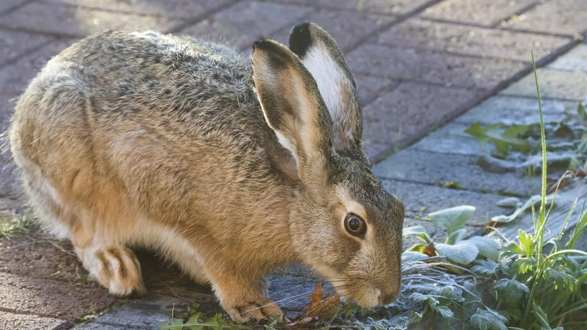 Can Rabbits Eat Squash and Zucchini?