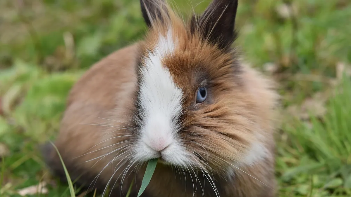 Can Rabbits Eat Strawberries and Other Berries?
