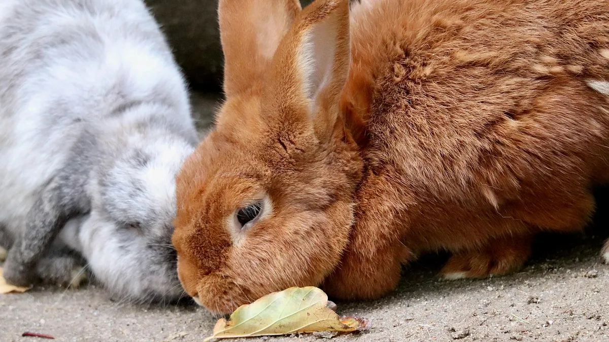 Can Rabbits Eat Watermelon? Seeds, Rind, and Portions