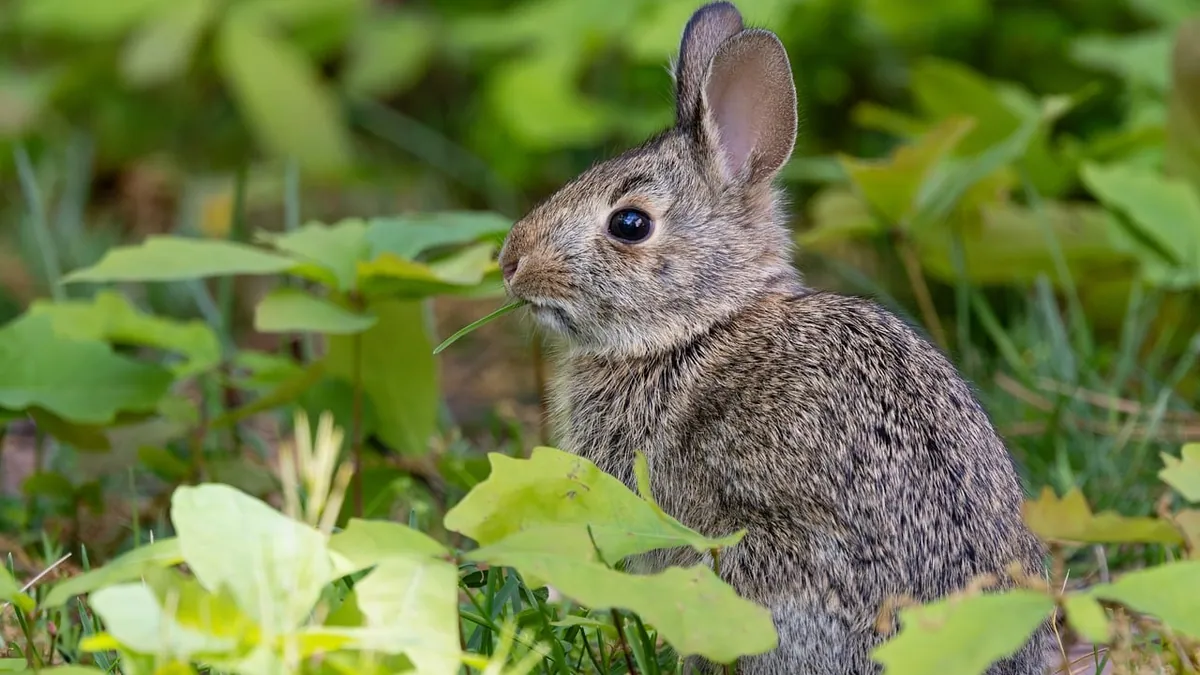 Can Rabbits and Guinea Pigs Eat Passion Fruit Leaves?
