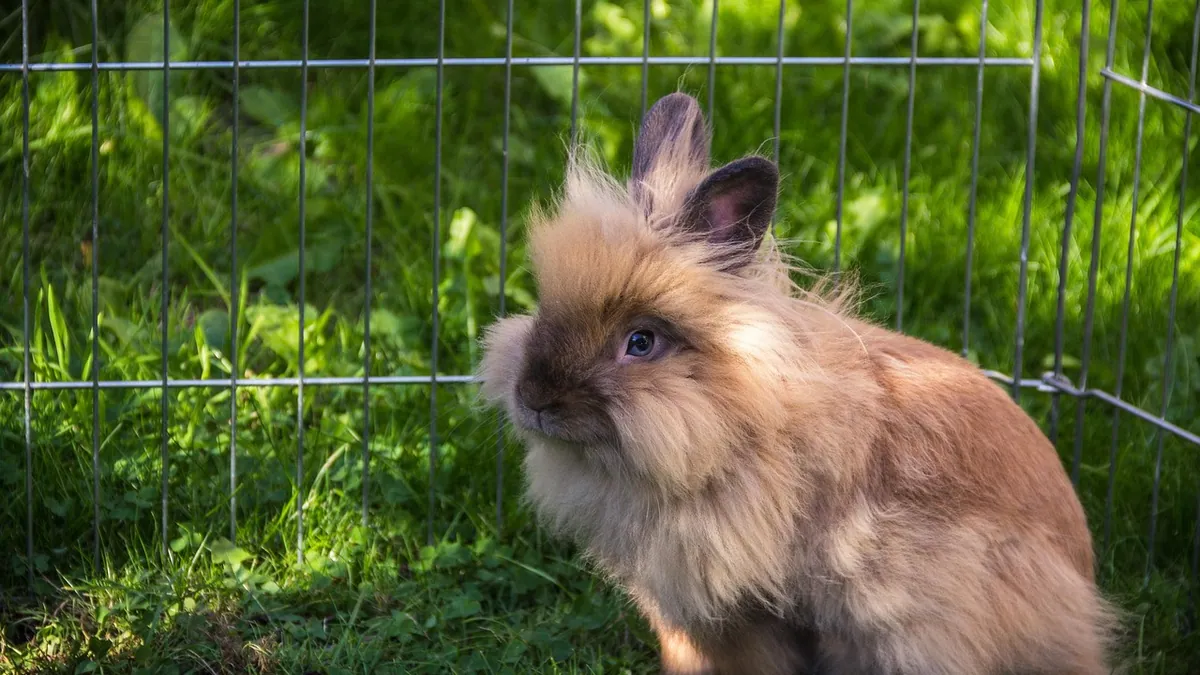 Can Rabbits Jump Over Fences? Height and Yard Safety