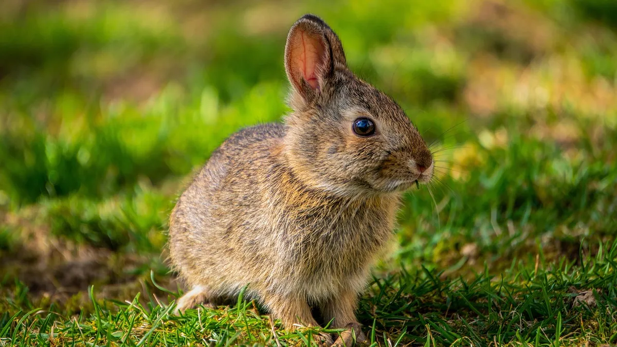 Can Rabbits and Parrots Eat Limes and Lemons?